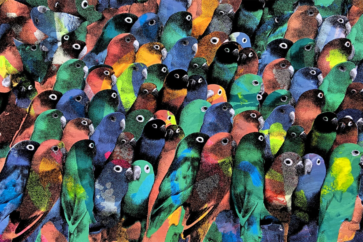 image : Parakeet Avarium • Julien Duporté